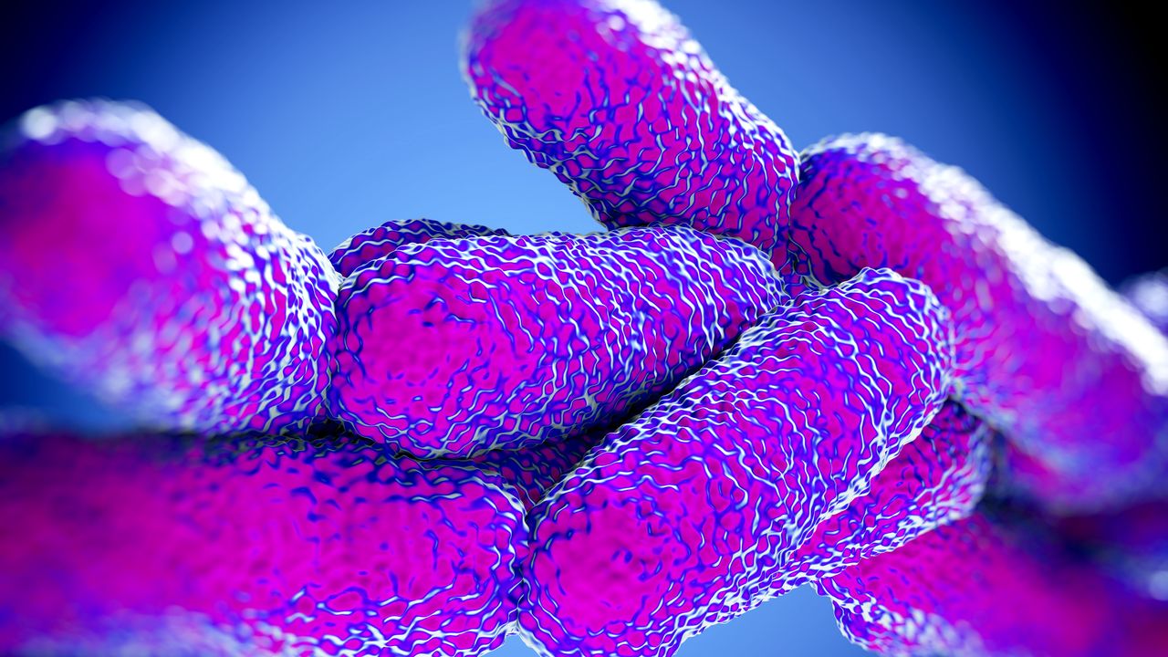 Come si prende la legionella, il batterio responsabile dell’infezione polmonare chiamata legionellosi