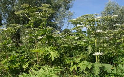 Panace di Mantegazza, come riconoscere la pianta che può provocare ustioni e cecità anche permanente