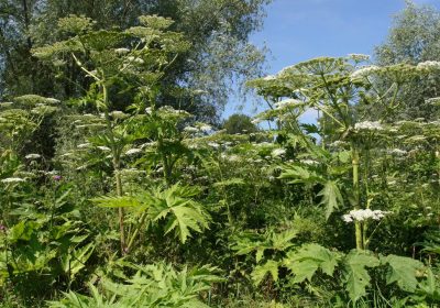 Panace di Mantegazza, come riconoscere la pianta che può provocare ustioni e cecità anche permanente