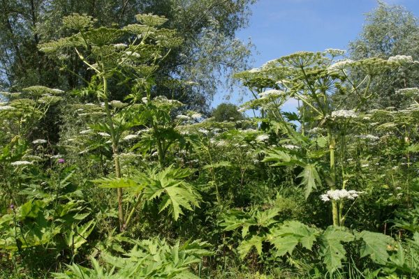 Panace di Mantegazza, come riconoscere la pianta che può provocare ustioni e cecità anche permanente