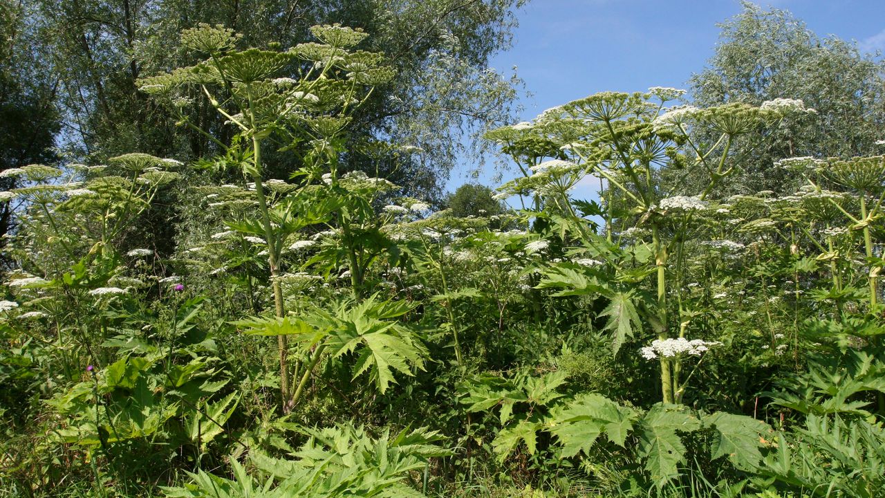 Panace di Mantegazza, come riconoscere la pianta che può provocare ustioni e cecità anche permanente