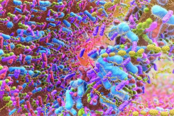 Microbioma intestinale, una banca della cacca per salvarlo