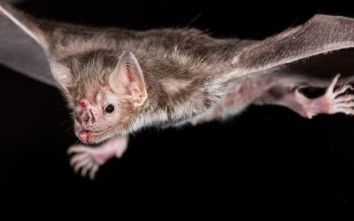 I pipistrelli vampiro contribuiscono a diffondere un vaccino contro la rabbia facendosi la toeletta a vicenda