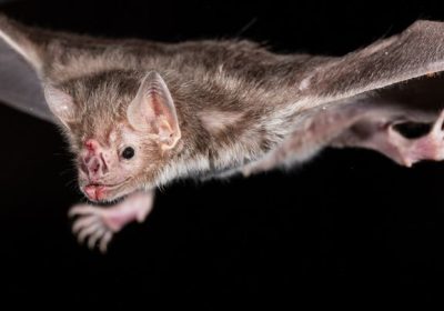 I pipistrelli vampiro contribuiscono a diffondere un vaccino contro la rabbia facendosi la toeletta a vicenda