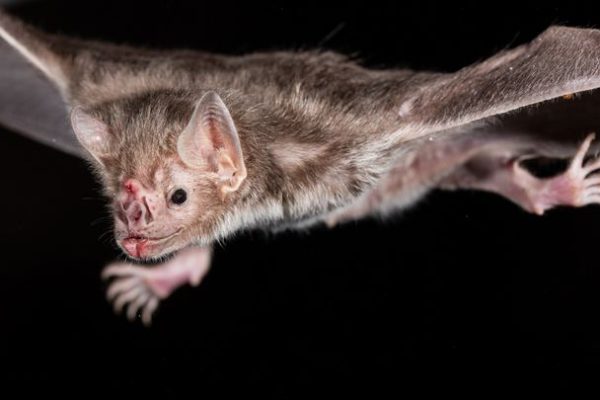 I pipistrelli vampiro contribuiscono a diffondere un vaccino contro la rabbia facendosi la toeletta a vicenda