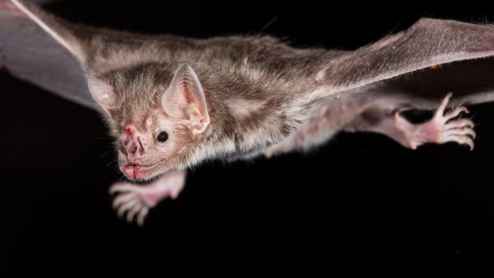 I pipistrelli vampiro contribuiscono a diffondere un vaccino contro la rabbia facendosi la toeletta a vicenda