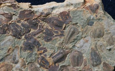 Grande Estinzione della Terra, nuovi fossili mostrano che è stato superato un punto di svolta climatico