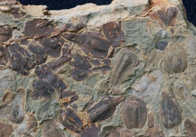 Grande Estinzione della Terra, nuovi fossili mostrano che è stato superato un punto di svolta climatico