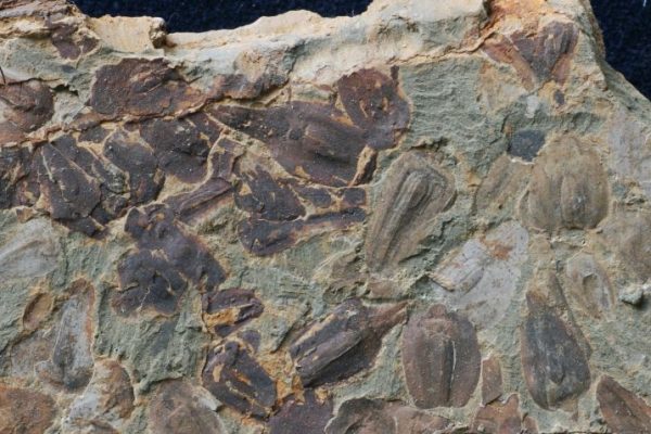 Grande Estinzione della Terra, nuovi fossili mostrano che è stato superato un punto di svolta climatico