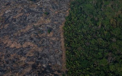 C’è una tecnologia anti-deforestazione made in Italy che può aiutare tutto il mondo