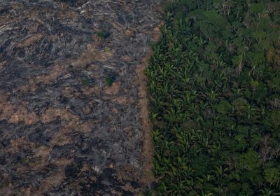C’è una tecnologia anti-deforestazione made in Italy che può aiutare tutto il mondo