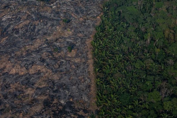 C’è una tecnologia anti-deforestazione made in Italy che può aiutare tutto il mondo