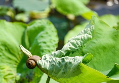 Una lumaca potrebbe custodire il segreto per la rigenerazione degli occhi umani