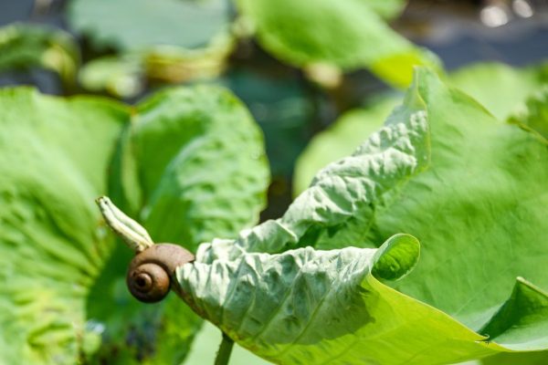 Una lumaca potrebbe custodire il segreto per la rigenerazione degli occhi umani