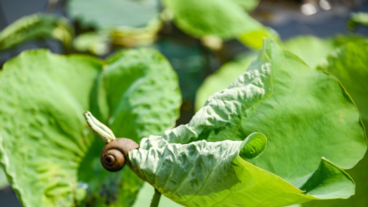 Una lumaca potrebbe custodire il segreto per la rigenerazione degli occhi umani