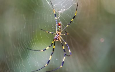 Ragni Joro, le femmine non sono schive come si pensava ma sono temibili cannibali