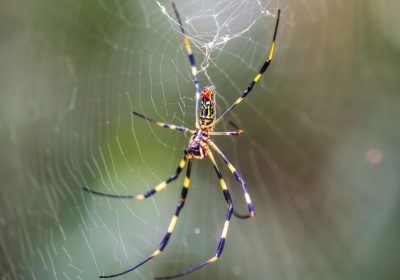 Ragni Joro, le femmine non sono schive come si pensava ma sono temibili cannibali
