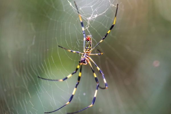 Ragni Joro, le femmine non sono schive come si pensava ma sono temibili cannibali