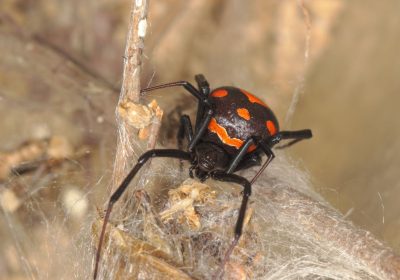 Insetti e ragni più pericolosi che si possono incontrare in Italia, quali sono?