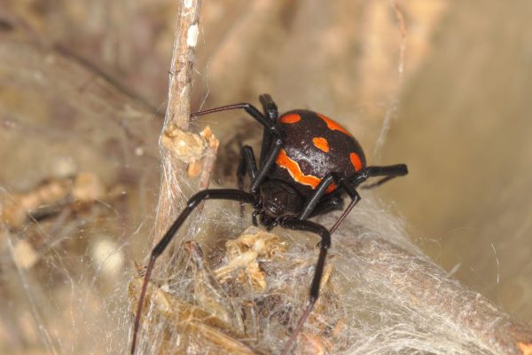 Insetti e ragni più pericolosi che si possono incontrare in Italia, quali sono?