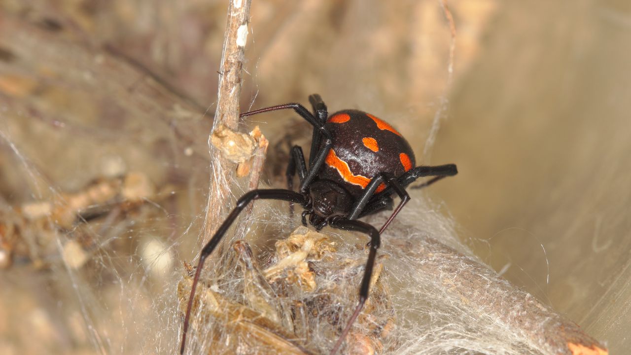 Insetti e ragni più pericolosi che si possono incontrare in Italia, quali sono?