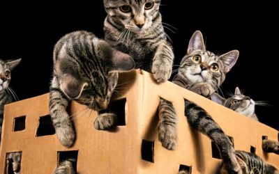 Gatto di Schrödinger, un video dal famoso paradosso della fisica ci mostra come potremmo costruire in futuro i computer quantistici