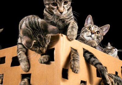 Gatto di Schrödinger, un video dal famoso paradosso della fisica ci mostra come potremmo costruire in futuro i computer quantistici