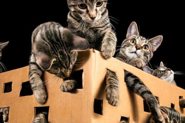 Gatto di Schrödinger, un video dal famoso paradosso della fisica ci mostra come potremmo costruire in futuro i computer quantistici