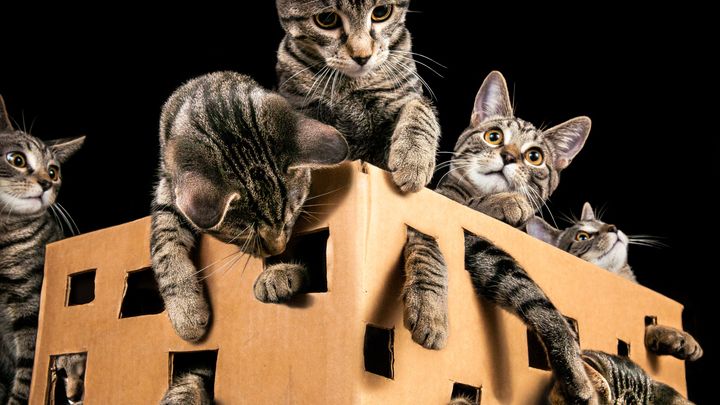 Gatto di Schrödinger, un video dal famoso paradosso della fisica ci mostra come potremmo costruire in futuro i computer quantistici