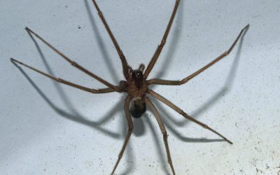 Ragno violino, come riconoscerlo, che sintomi provoca il suo morso e se è davvero così pericoloso