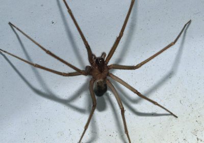 Ragno violino, come riconoscerlo, che sintomi provoca il suo morso e se è davvero così pericoloso