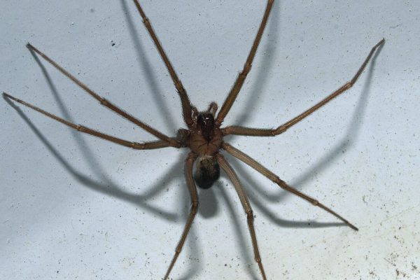 Ragno violino, come riconoscerlo, che sintomi provoca il suo morso e se è davvero così pericoloso