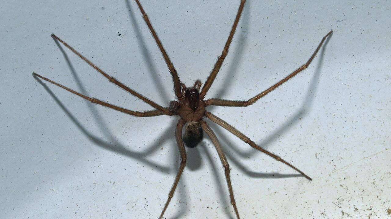Ragno violino, come riconoscerlo, che sintomi provoca il suo morso e se è davvero così pericoloso