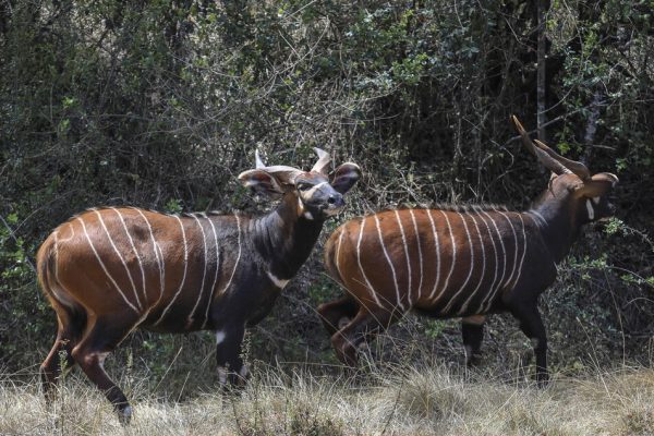 In Cina il primo robot antilope per monitorare le mandrie – Future Tech