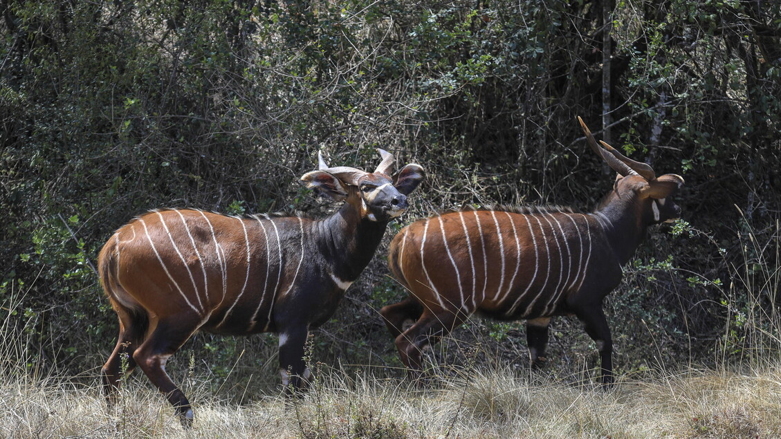 In Cina il primo robot antilope per monitorare le mandrie – Future Tech