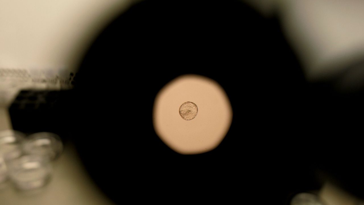 Embrione umano, siamo riusciti a filmare l’impianto per la prima volta