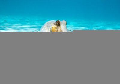 Tentacoli dei polpi, le loro incredibili capacità di movimento potrebbero aprire nuove strade per la robotica e le neuroscienze