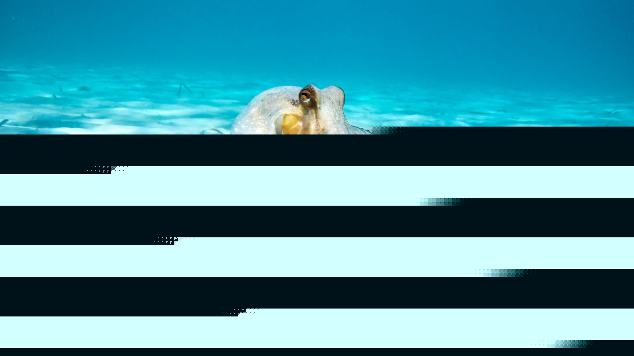 Tentacoli dei polpi, le loro incredibili capacità di movimento potrebbero aprire nuove strade per la robotica e le neuroscienze