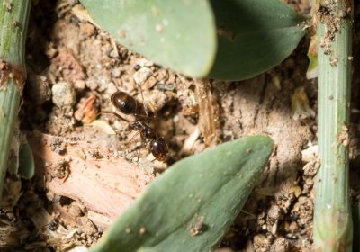 La regina delle formiche mietitrici iberiche ha un potere straordinario, può essere la madre di figli maschi di due specie diverse