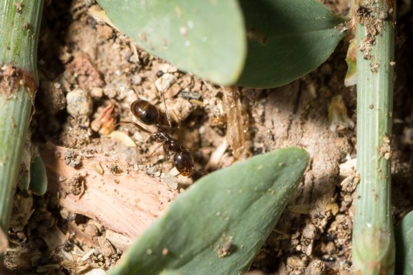 La regina delle formiche mietitrici iberiche ha un potere straordinario, può essere la madre di figli maschi di due specie diverse