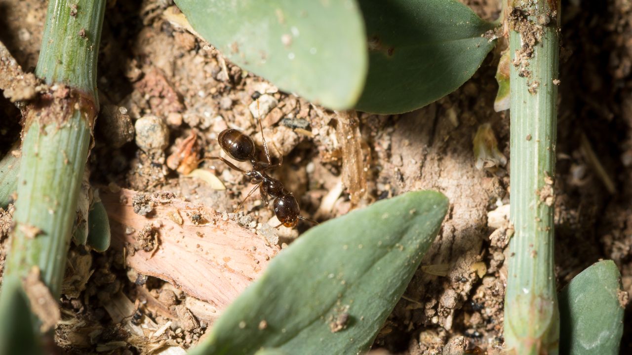 La regina delle formiche mietitrici iberiche ha un potere straordinario, può essere la madre di figli maschi di due specie diverse