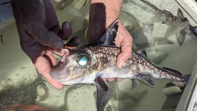 Gli squali fantasma si fanno crescere i denti in testa per facilitare l’accoppiamento (no, non è l’inizio di un film horror)