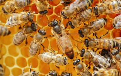 Come l’ape regina infetta viene detronizzata e sostituita dalle api operaie quando un virus mette a rischio tutto l’alveare