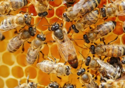 Come l’ape regina infetta viene detronizzata e sostituita dalle api operaie quando un virus mette a rischio tutto l’alveare