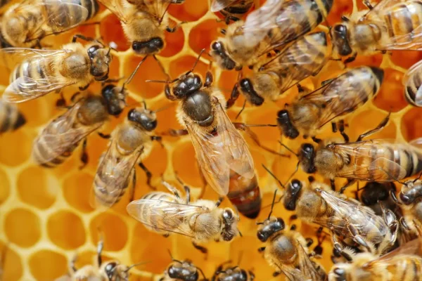 Come l’ape regina infetta viene detronizzata e sostituita dalle api operaie quando un virus mette a rischio tutto l’alveare