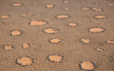 Le piante si organizzano seguendo un ordine nascosto per riuscire a sopravvivere nelle zone più aride e ostili della Terra