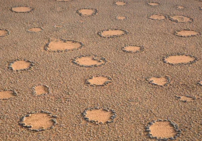 Le piante si organizzano seguendo un ordine nascosto per riuscire a sopravvivere nelle zone più aride e ostili della Terra