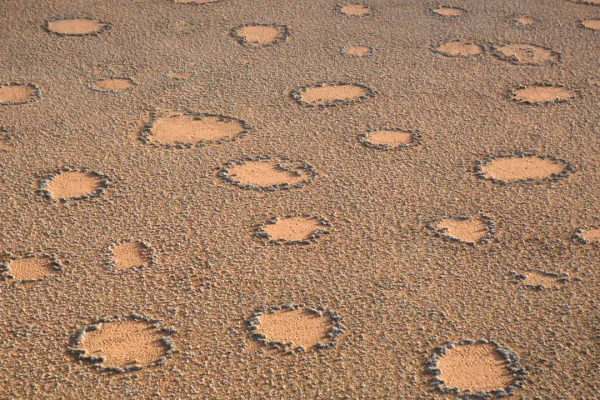 Le piante si organizzano seguendo un ordine nascosto per riuscire a sopravvivere nelle zone più aride e ostili della Terra