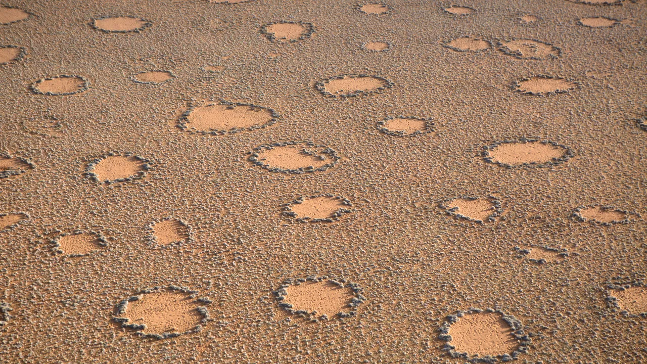 Le piante si organizzano seguendo un ordine nascosto per riuscire a sopravvivere nelle zone più aride e ostili della Terra