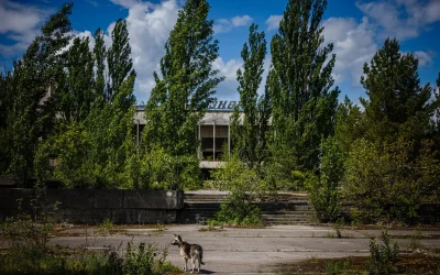 I cani blu di Chernobyl? Ecco cosa potrebbe aver modificato il colore delle loro pellicce (no, non sono le radiazioni)